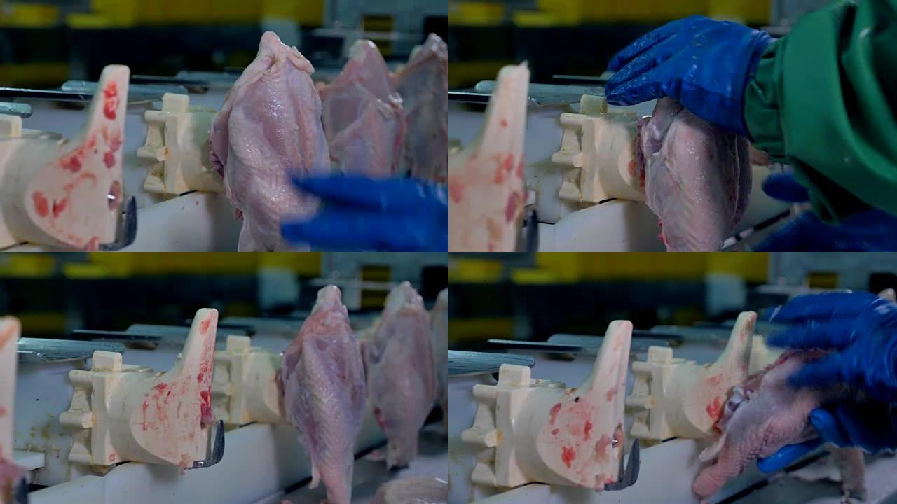 工人的手将鸡胸盖放在垂直的插槽上。