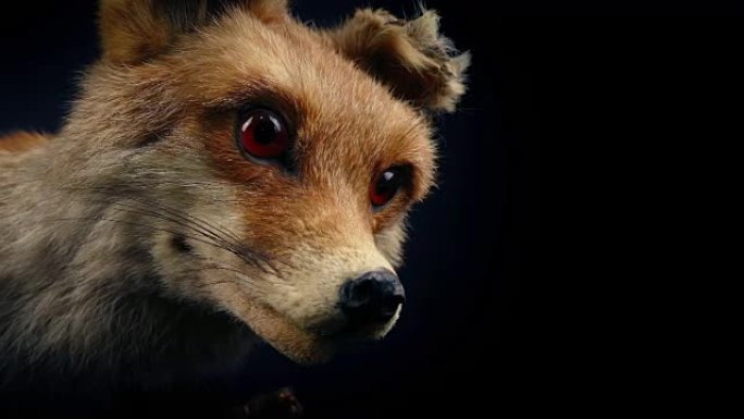红狐动物标本展示