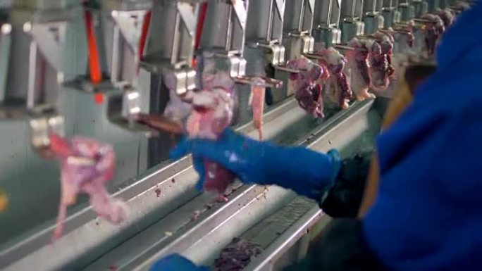 家禽工厂手工分割鸡内脏。