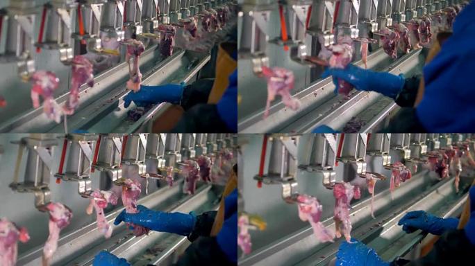 家禽工厂手工分割鸡内脏。