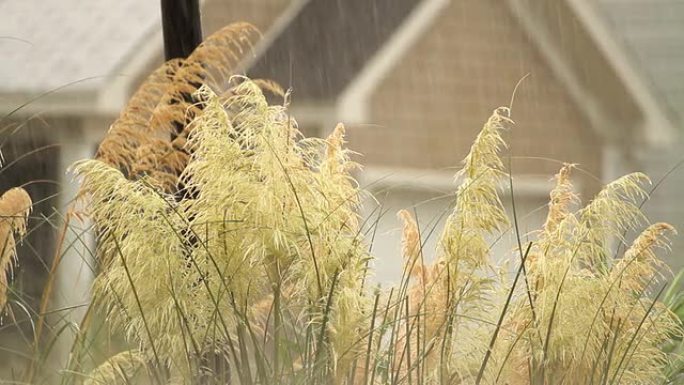 有音频的暴雨狗尾巴草阵雨雨天