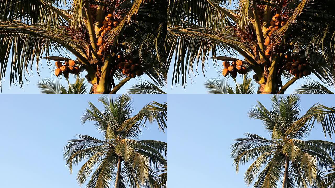 椰子树，两针