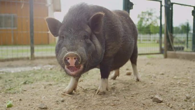 特写: 可爱的小而胖的黑色小猪在大动物牧场上咀嚼食物