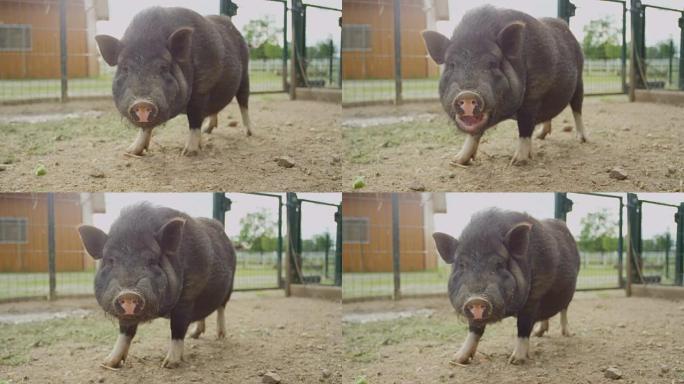 特写: 可爱的小而胖的黑色小猪在大动物牧场上咀嚼食物