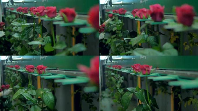 红玫瑰安装到工厂加工生产线。4K。