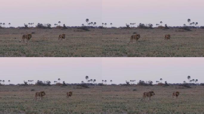 两只雄狮走过草原，博茨瓦纳