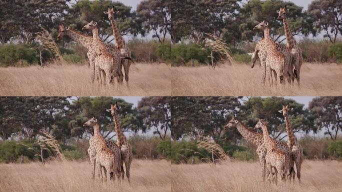 三个长颈鹿站在非洲丛林中，博茨瓦纳