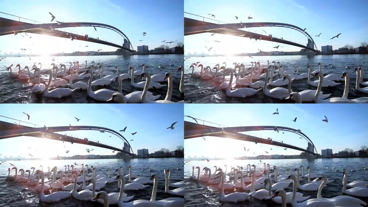 一群天鹅鸟。湖塘。桥日落慢动作