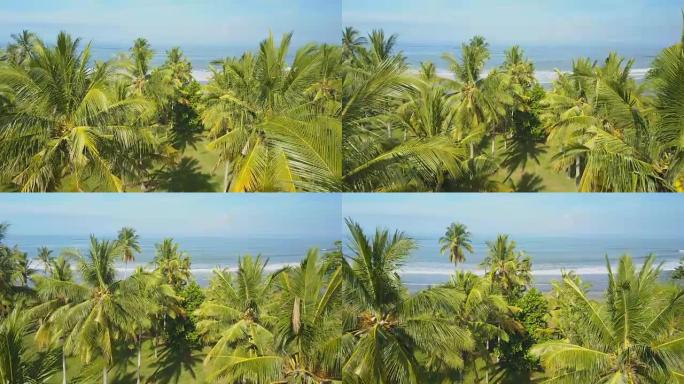 空中: 郁郁葱葱的绿色棕榈树树林俯瞰地平线上的深蓝色海洋