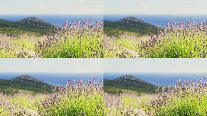 薰衣草女士在山顶上微风摇曳，享有阳光明媚的宁静海景，克罗地亚赫瓦尔