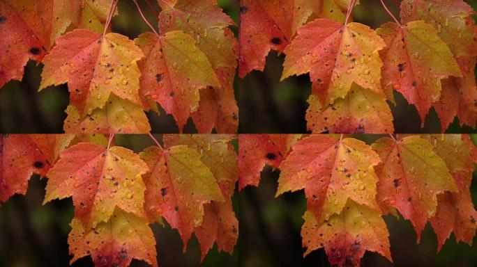 特写: 多雨的秋天，充满活力的枫树上明亮潮湿的叶子上的水滴