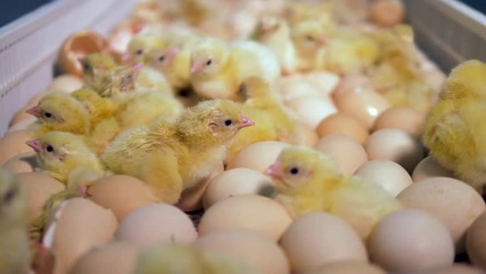 刚出生的孵化幼鸡在家禽，鸟类农场。4K。