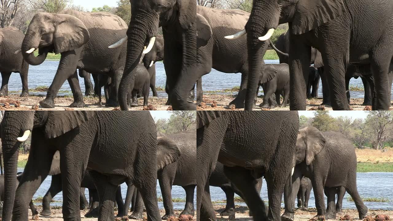 博茨瓦纳奥卡万戈三角洲酒后潮湿的大象群