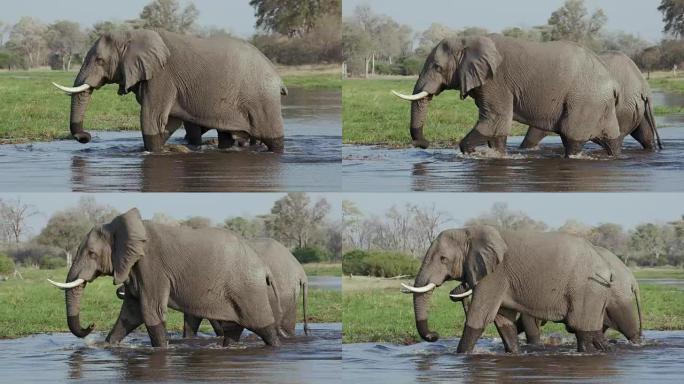 博茨瓦纳奥卡万戈三角洲两只大象在浅水中行走的特写镜头