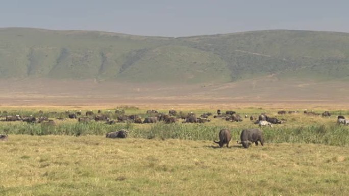特写: 在郁郁葱葱的大草原上，一群非洲水牛在阳光下休息