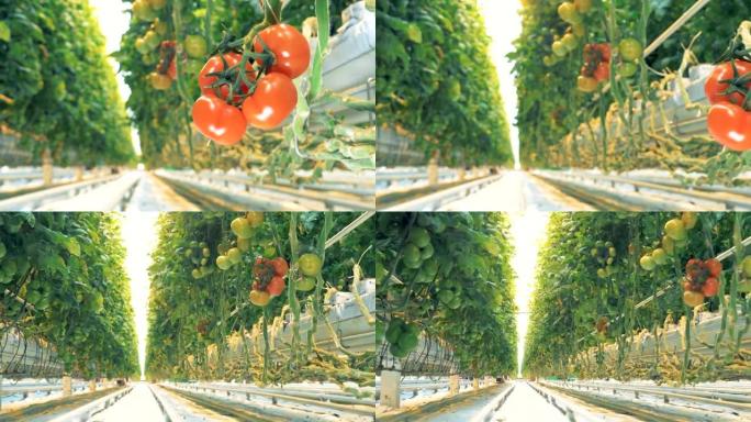 一个红色的番茄簇和番茄矮林两边之间的通道的动态镜头