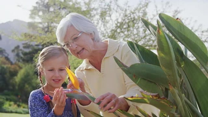 小女孩触摸花和祖母展示她的花4K 4k