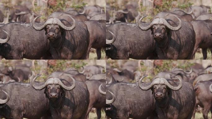布法罗角公牛的特写镜头