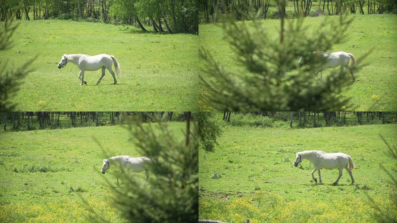 白色美丽的马在草地上行走