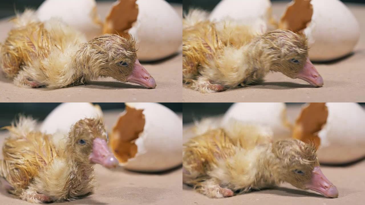 一只刚从鸡蛋中孵出的小鸭子正试图采取第一步行动