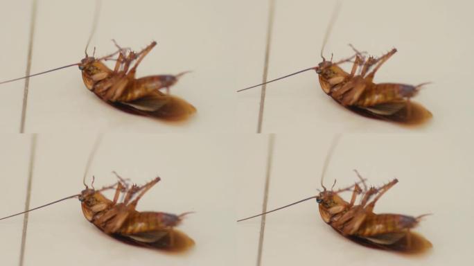 蟑螂死前接触杀虫剂