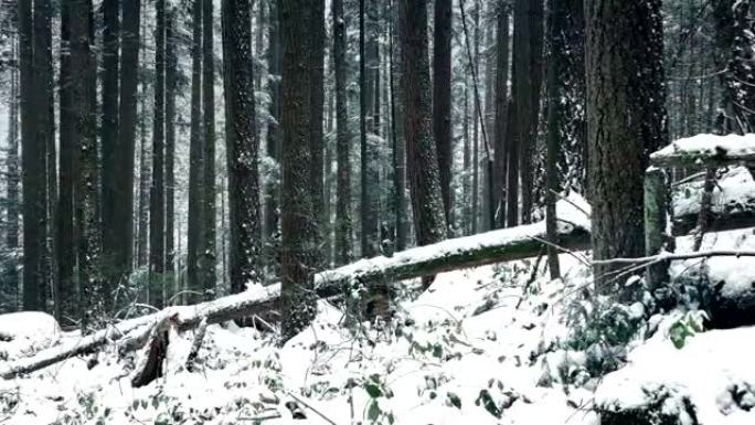穿越被雪掩埋的森林斜坡