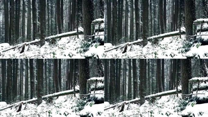 穿越被雪掩埋的森林斜坡