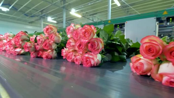 花卉工厂正在挑选玫瑰。