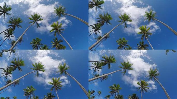 近距离慢镜头:在美丽的热带岛屿上，高大的棕榈树在风中摇曳
