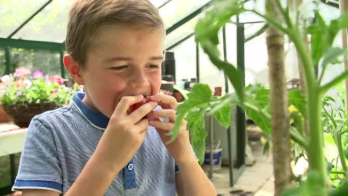 男孩在温室中采摘和食用自家种植的西红柿