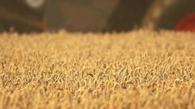 HD联合收割机收割麦田