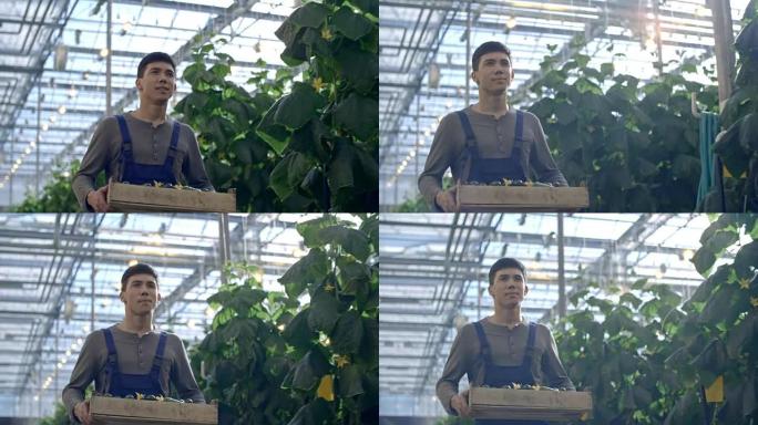 工人在温室中携带黄瓜