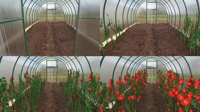 温室中的西红柿生长