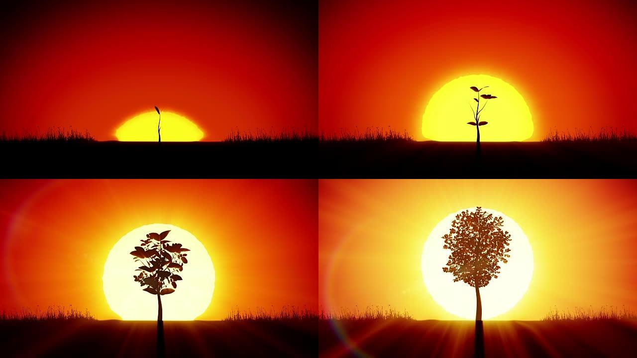 美丽的日出和成长的树。成就和进步概念动画。冉冉升起的太阳赋予了新的生命。