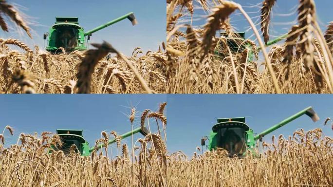 联合收割机收割晴朗的小麦作物，慢动作