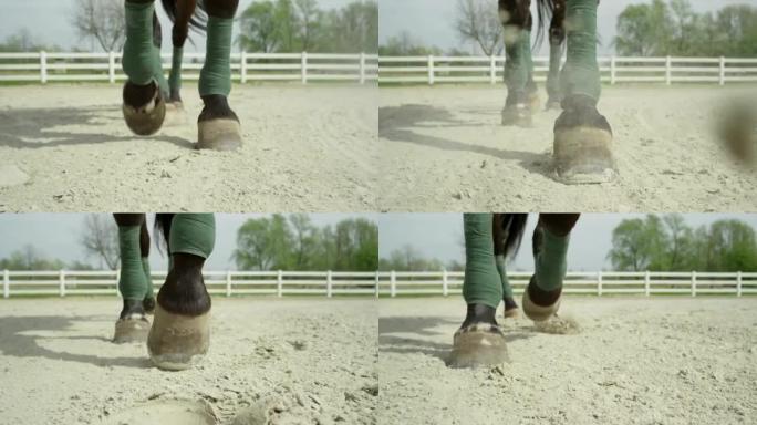 慢动作特写: 马在镜头中走向相机