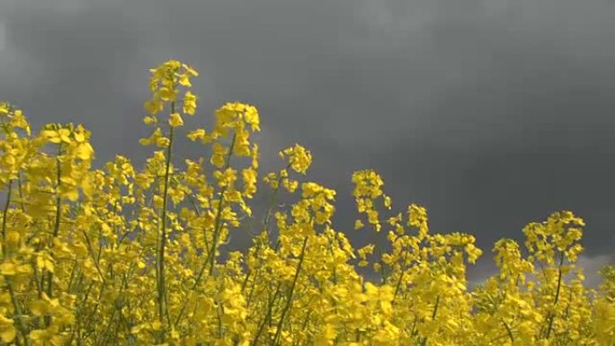 特写: 在暴风雨的日子里，令人惊叹的黄色油籽油菜花在风中摇曳