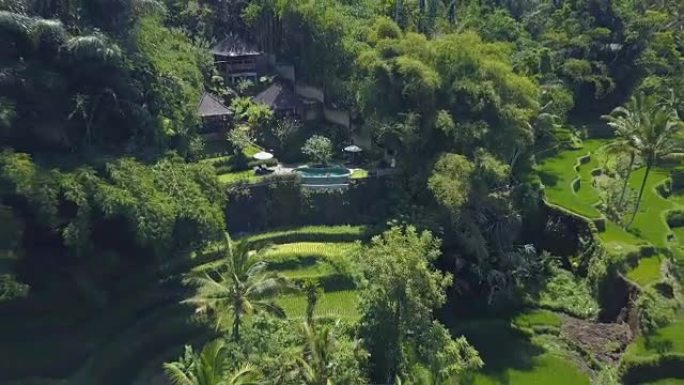 空中: 在棕榈丛林豪华旅游胜地的无边泳池中开朗的女人