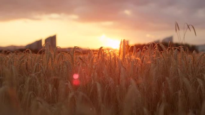 特写: 金色的日落时分，阳光透过干燥的黄色麦穗照耀在田野上