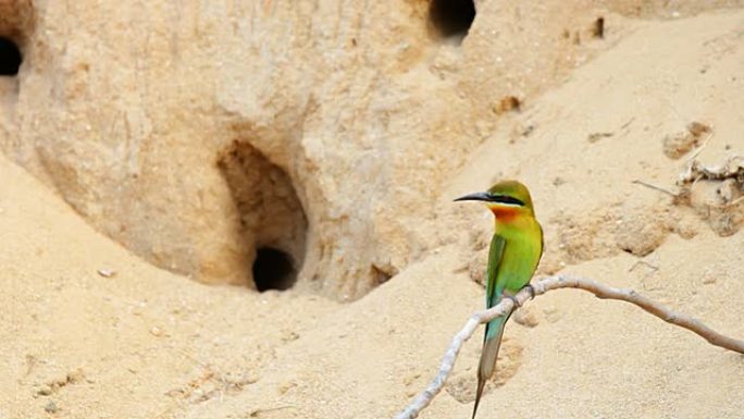 蓝尾食蜂（菲律宾Merops philippinus）