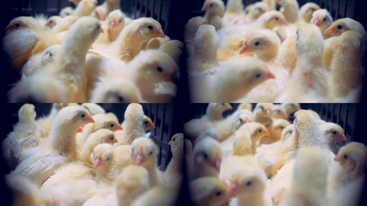 小鸡紧张地坐在笼子里，靠近。
