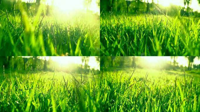 阳光普照的草