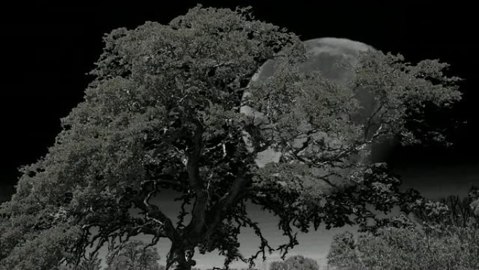 满月设置月亮落山大树森林冷风潮气