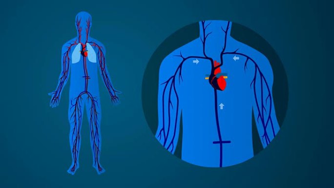 人体心血管循环系统：蓝色背景