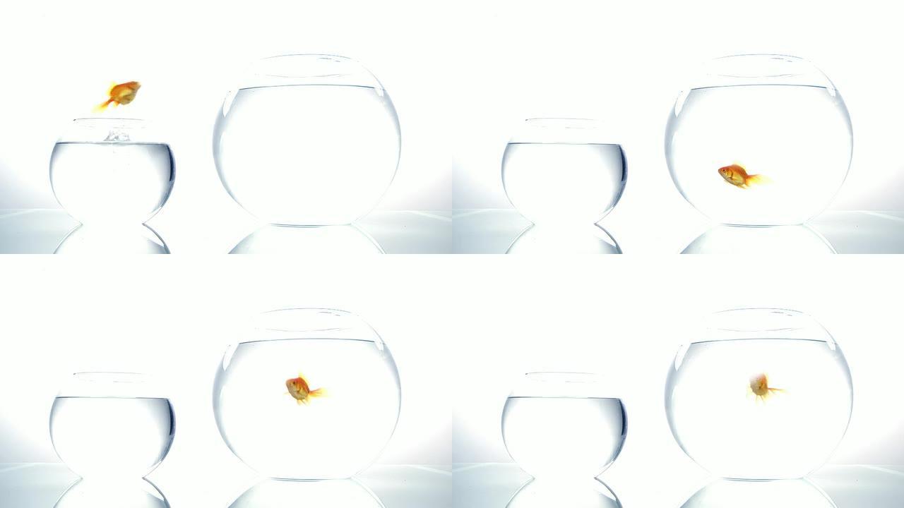 跳跃的金鱼。。跳跃的金鱼