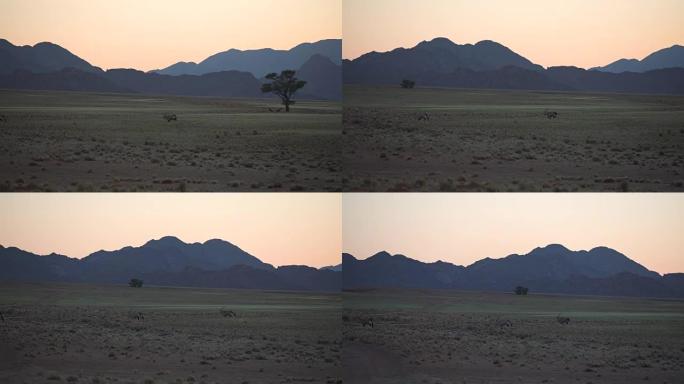 美丽的非洲大草原。日出。