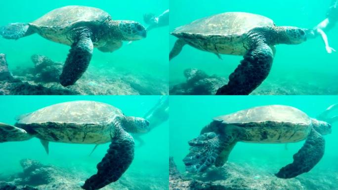 年轻人在水下与绿海龟一起游泳