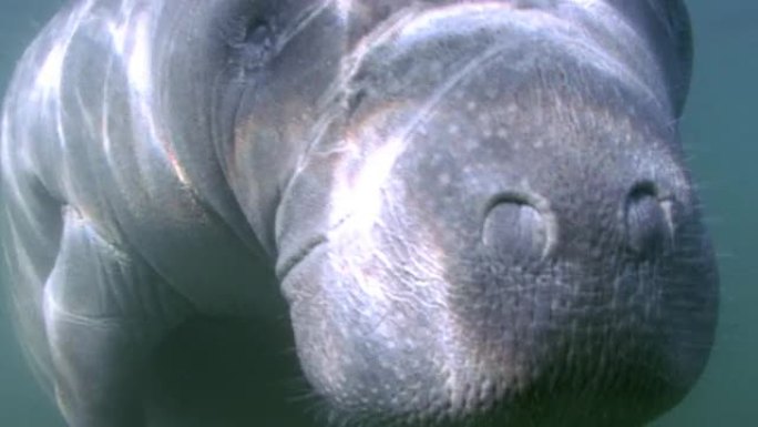 海牛热带鱼群海洋大海野生动物