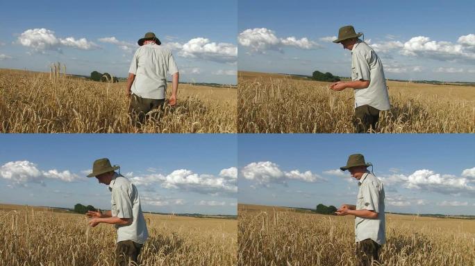 成熟麦田里的农民