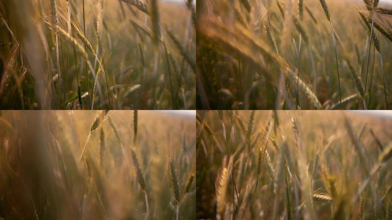 在田间的小麦作物中移动镜头